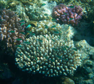 Hotel Lahami Bay Hausriff