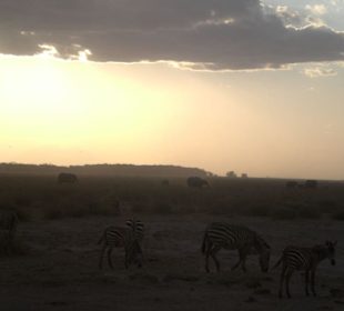 Zebras beim Sonnenuntergang
