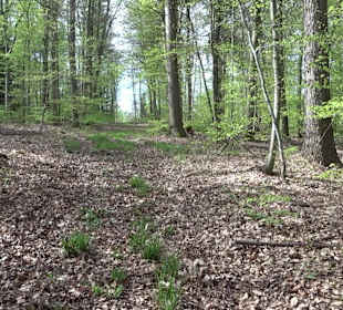 Walderlebnisweg Rottenburg