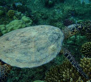 Schildkröte beim Fressen
