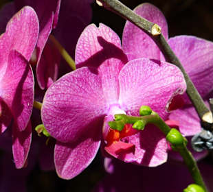 Orchideengarten