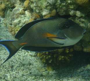 Bewohner im Hausriff