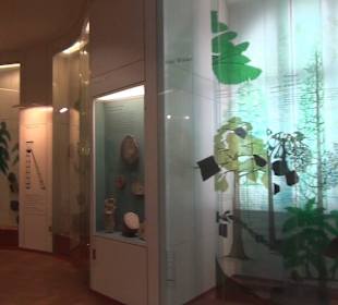 Entwicklung der Pflanzenwelt