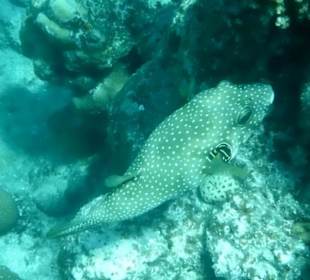 Unterwasserwelt am Aussenriff