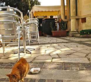 Upper Barrakka Kiosk mit Schmusekatze