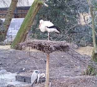 Storch