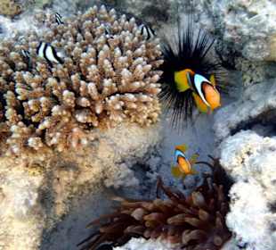 Амфиприоны - Hotel Tropitel Sahl Hasheesh