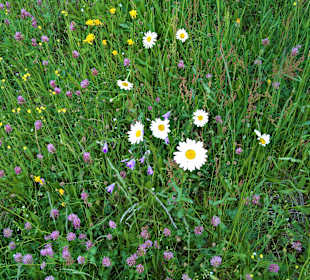 Blumenwiese