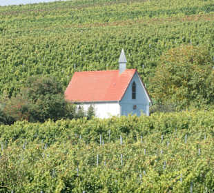 Im Oktober in den Weinbergen von Sommerach
