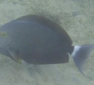 Schnorcheln Marsa Alam