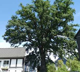 Alter Baum