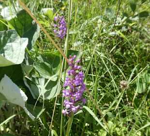 Bei der Wanderung Osterfelderkopf-Hochalm-Kreuzeck
