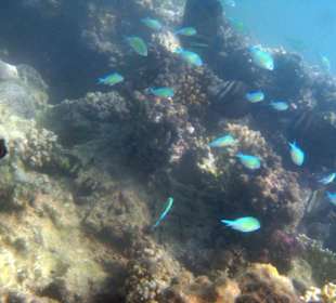 Fischschwarm am Riff