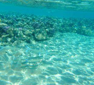 Korallen und Schwarm Fische