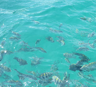 Unterwegs durften wir Fische füttern