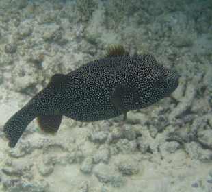 Kofferfisch