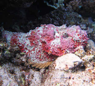 Shaab Marsa Alam
