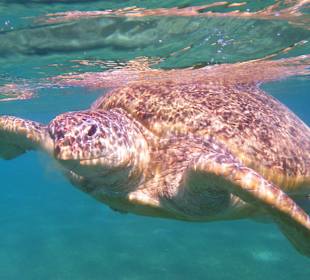 Schnorcheln Abu Soma