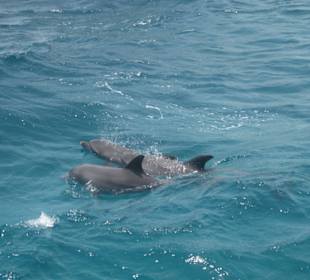 Schnorchelausflug zu den Delphinen