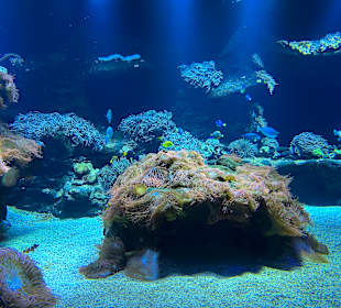 Aquazoo Löbbecke Museum Düsseldorf