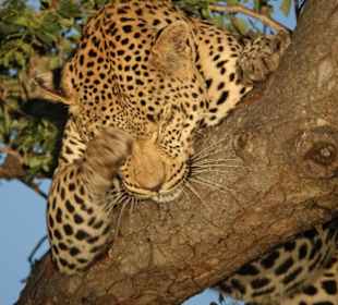 Leopard reinigt sich nach dem Fressen