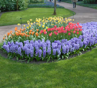 Blumenpracht im Keukenhof