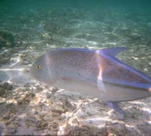 Unterwasser tote Korallen