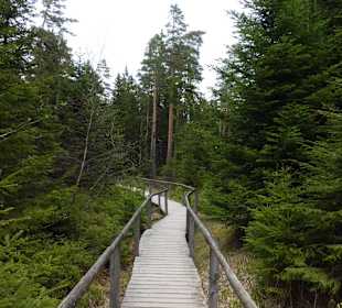 Bohlenweg zum Wildsee