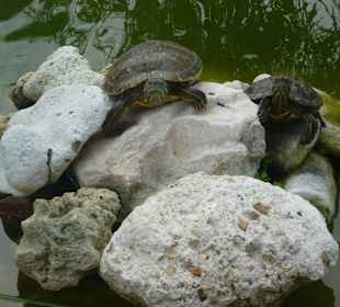 Teich am Jan-Thiel Strand