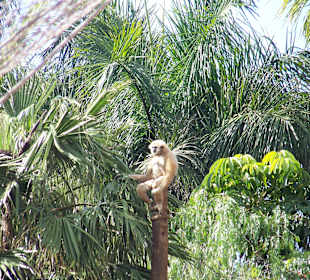 Liczne małpy w Jungle Park.