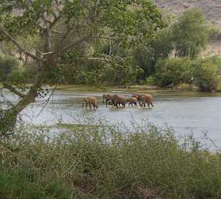 Elefanten bei der Fussüberquerung am Galdessa Camp