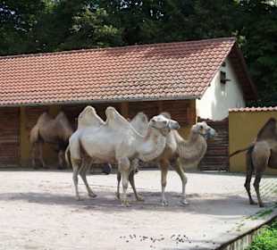 Zoo Heidelberg 13