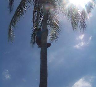 Kokospalmenkletterer