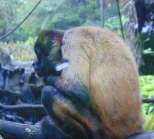 La Paz Waterfall Gardens