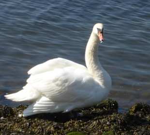 Eindrücke von unseren Priwallwanderungen