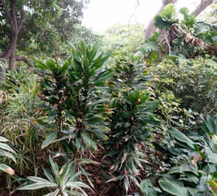 Tolle Vegetation