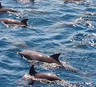 Mogli Delfine & Freunde Ltd.