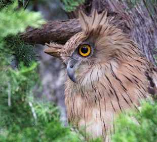 Die braune Fischeeulentour im Green Canyon