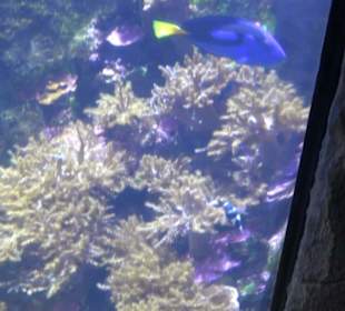  Lego X-Treme - Legoland Atlantis by SEA LIFE