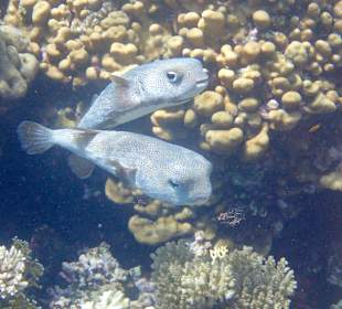 Schnorcheln Makadi Bay