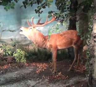 Museum Jagdtier + Vogelkunde