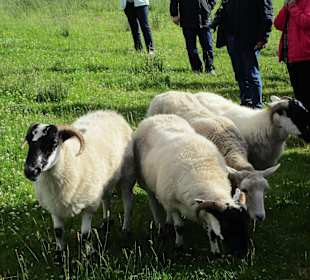 Patsy's Shaffarm