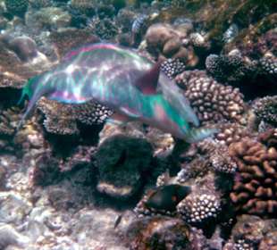 Heute esse ich Fisch!