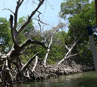 Mangroven