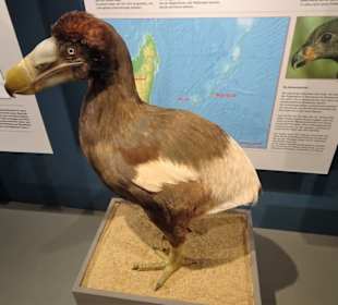 Nachbildung des ausgestorbenen "Dodo" im Museum