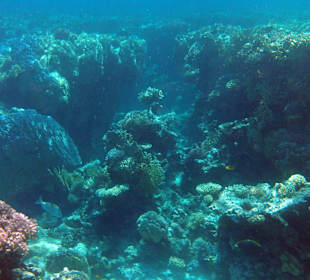 Spannende Riffnischen