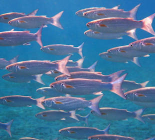 Schnorcheln am Hausriff