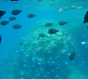 Submarine Sharm
