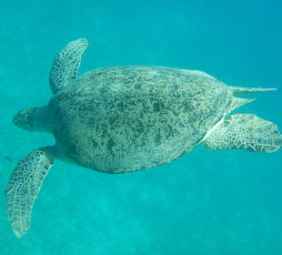 Schnorcheln Hurghada