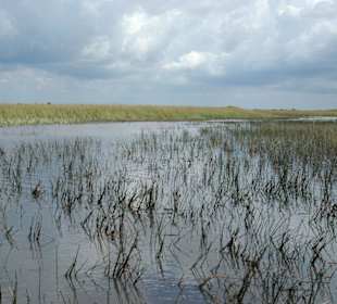Everglades
